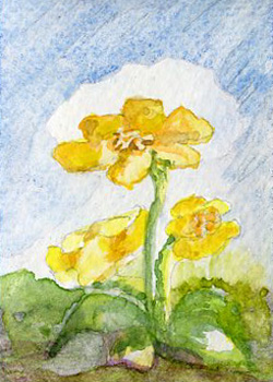 Marsh Marigolds Mary Lou Lindroth Rockton IL watercolor  SOLD